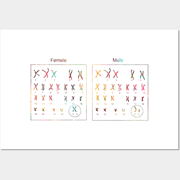 Female and male Chromosome idiogram Wall Art by erzebeth